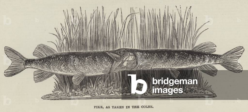 Pike, as taken in the Colne (engraving)
