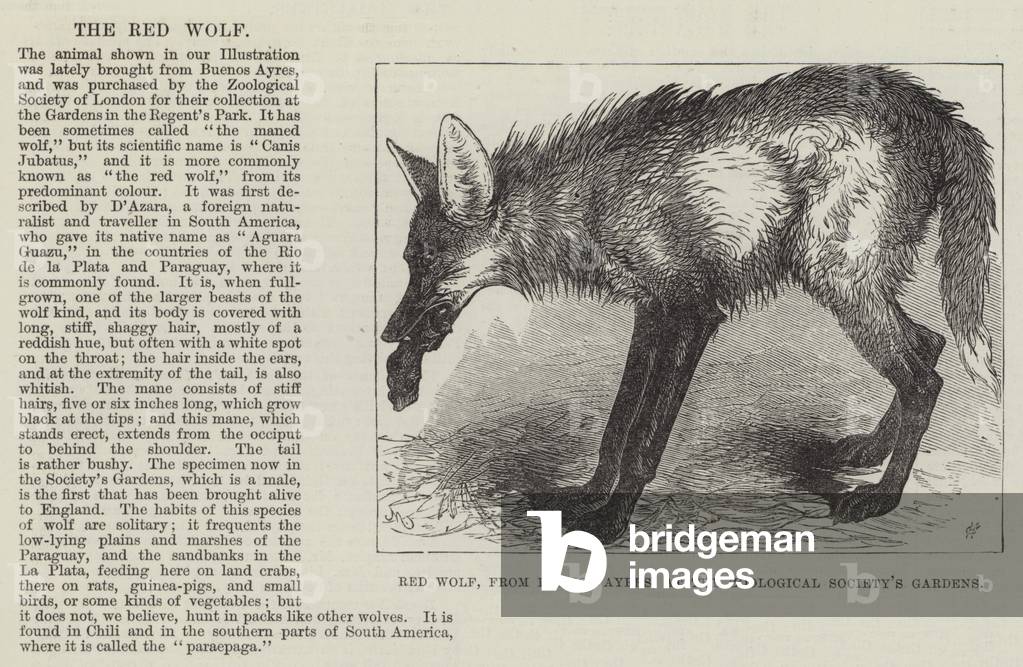 Red Wolf, from Buenos Ayres, at the Zoological Society's Gardens (engraving)