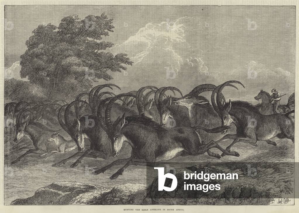 Hunting the Sable Antelope in South Africa (engraving)