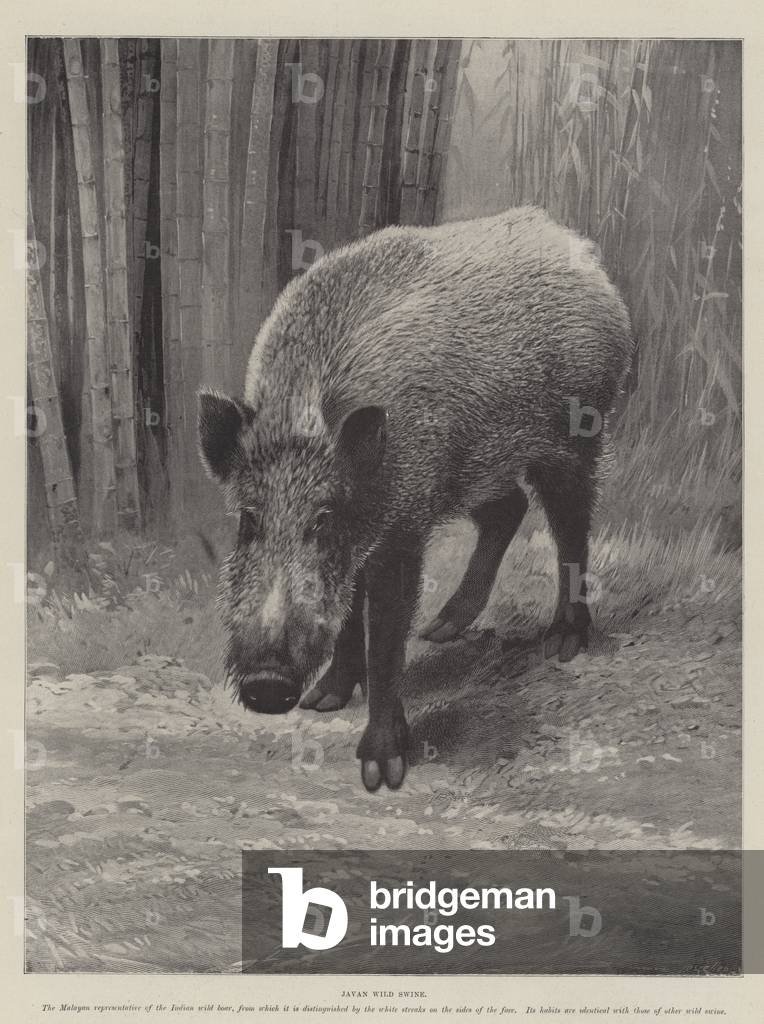Javan Wild Swine (engraving)