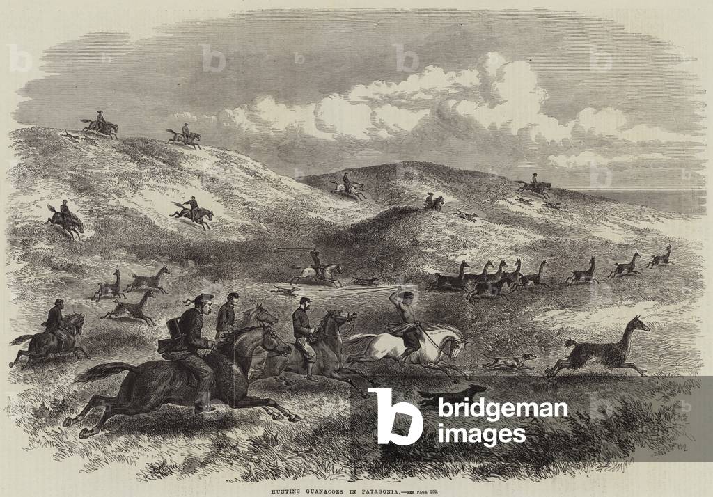 Hunting Guanacoes in Patagonia (engraving)