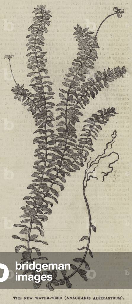 The New Water-Weed, Anacharis Alsinastrum (engraving)