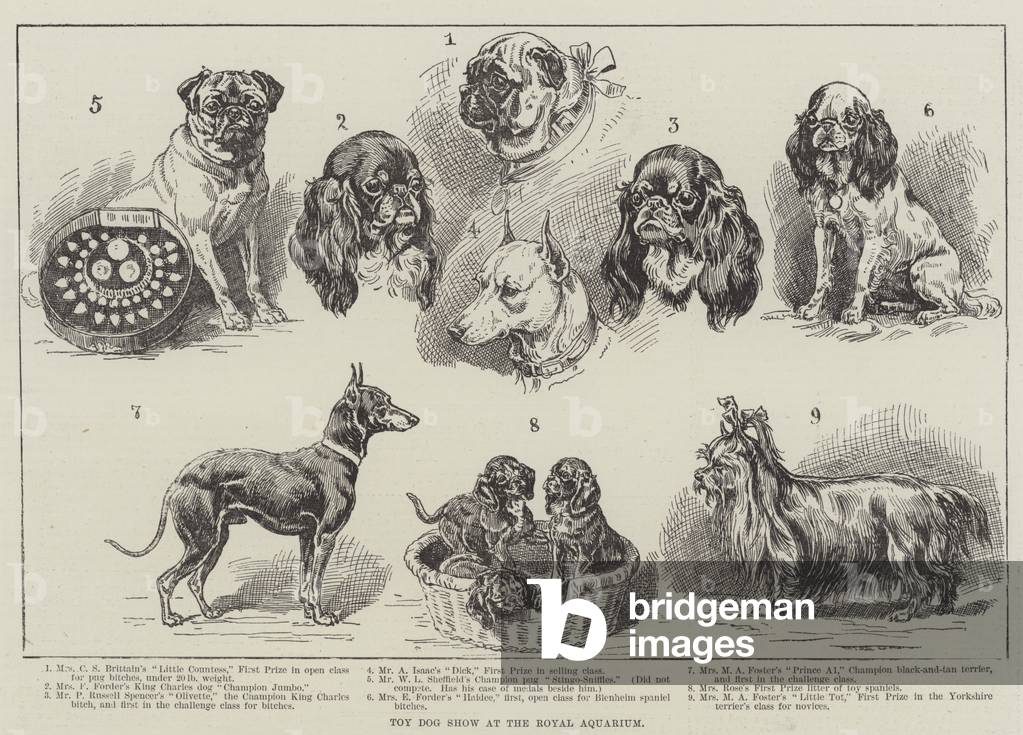 Toy Dog Show at the Royal Aquarium (engraving)