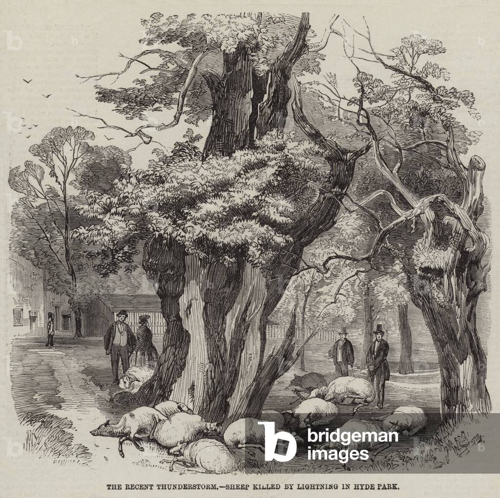 The Recent Thunderstorm, Sheep killed by Lightning in Hyde Park (engraving)