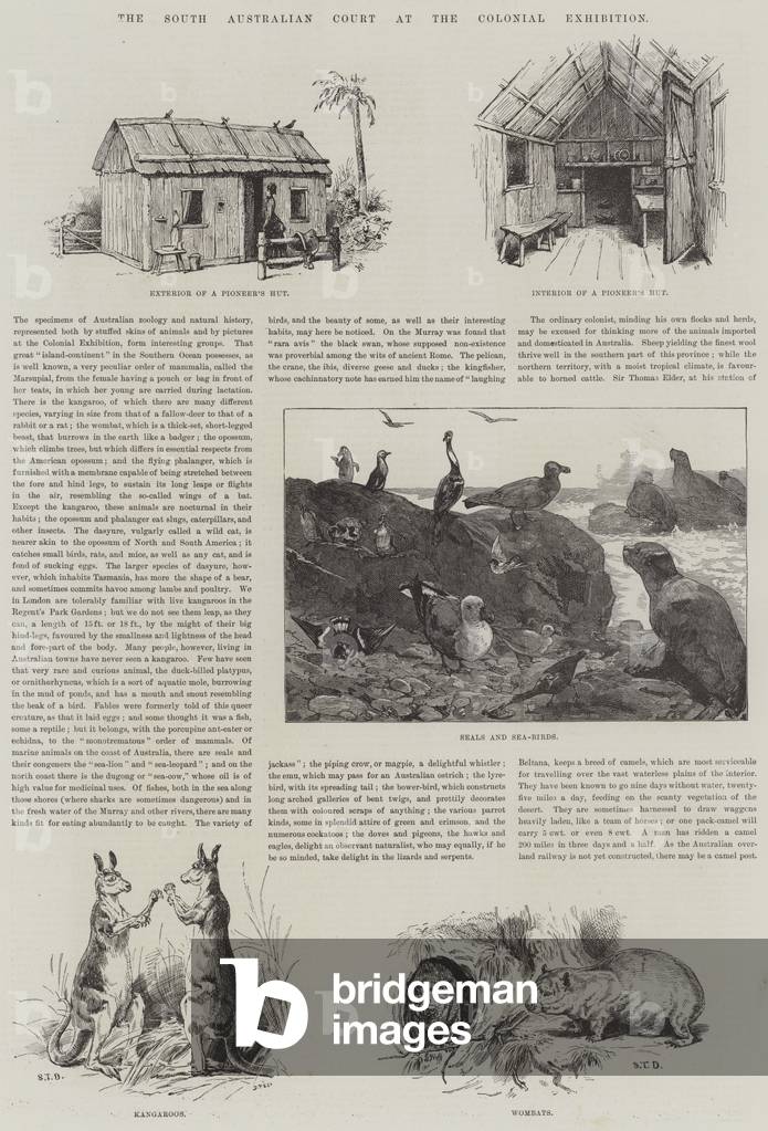 The South Australian Court at the Colonial Exhibition (engraving)