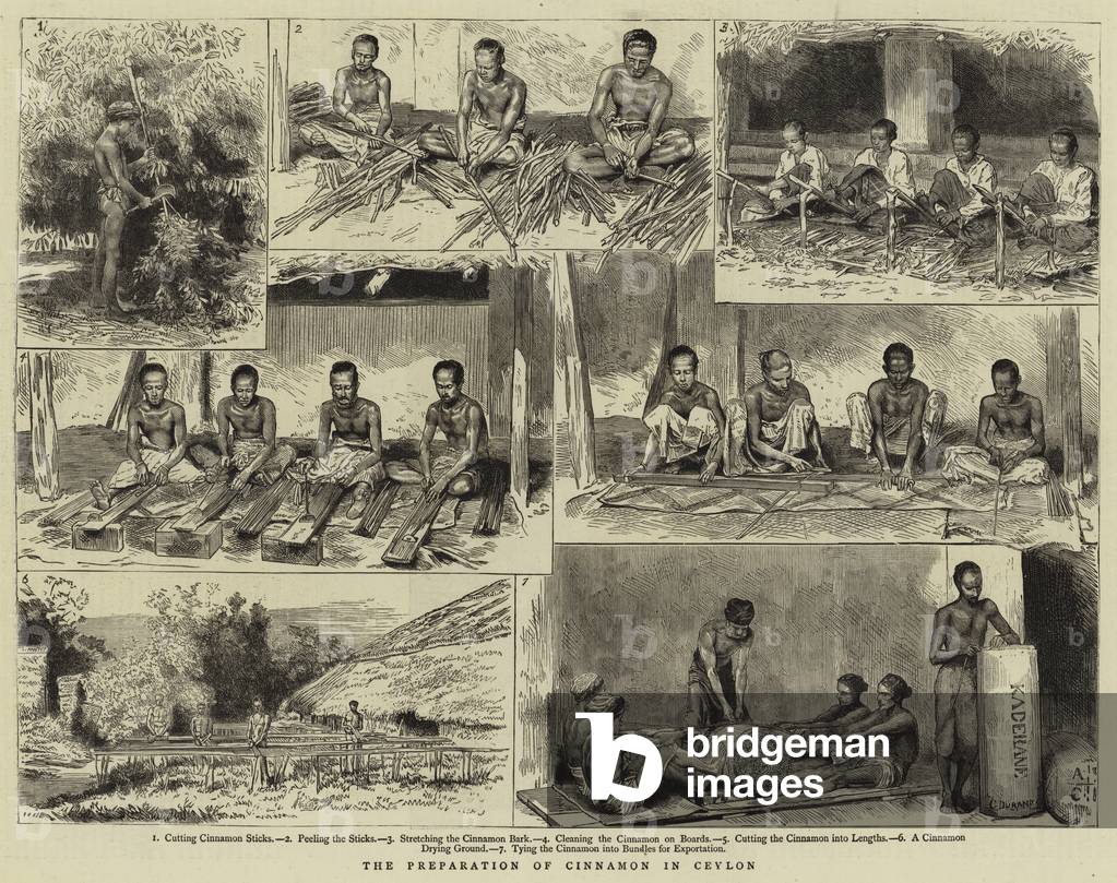 The Preparation of Cinnamon in Ceylon (engraving)