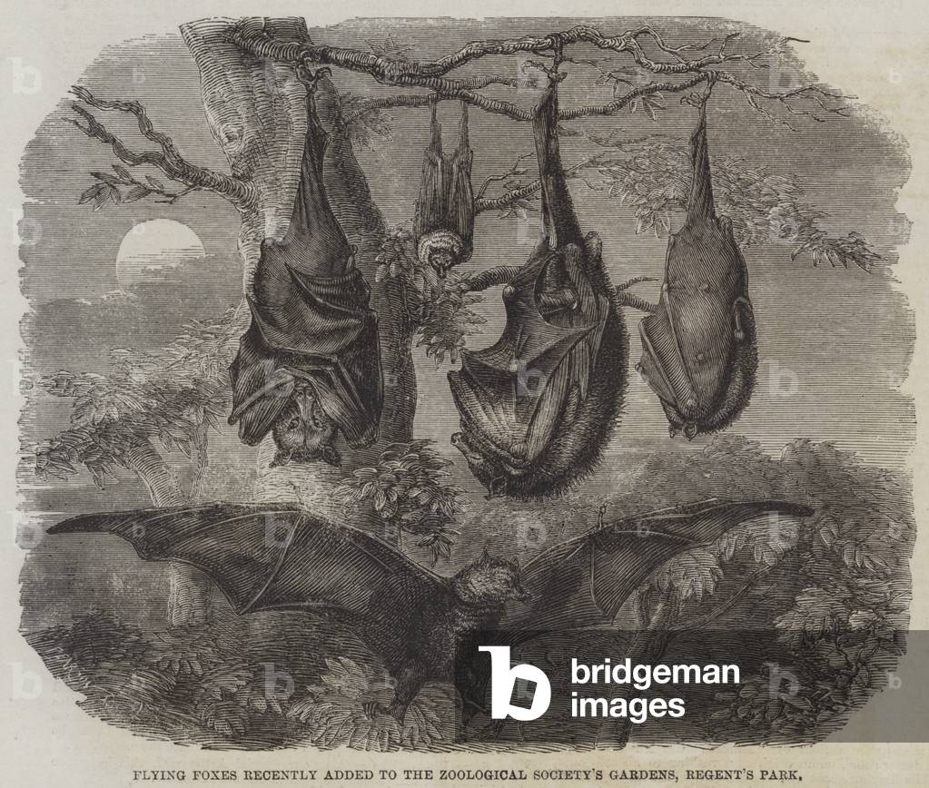 Flying Foxes recently added to the Zoological Society's Gardens, Regent's Park (engraving)