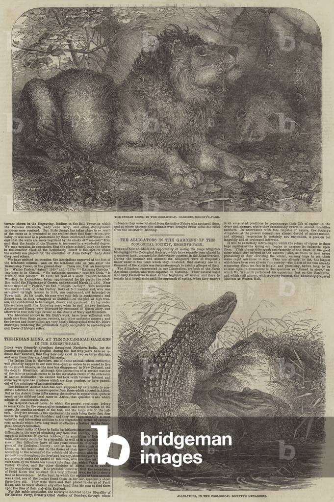 Wildlife at London Zoo (engraving)