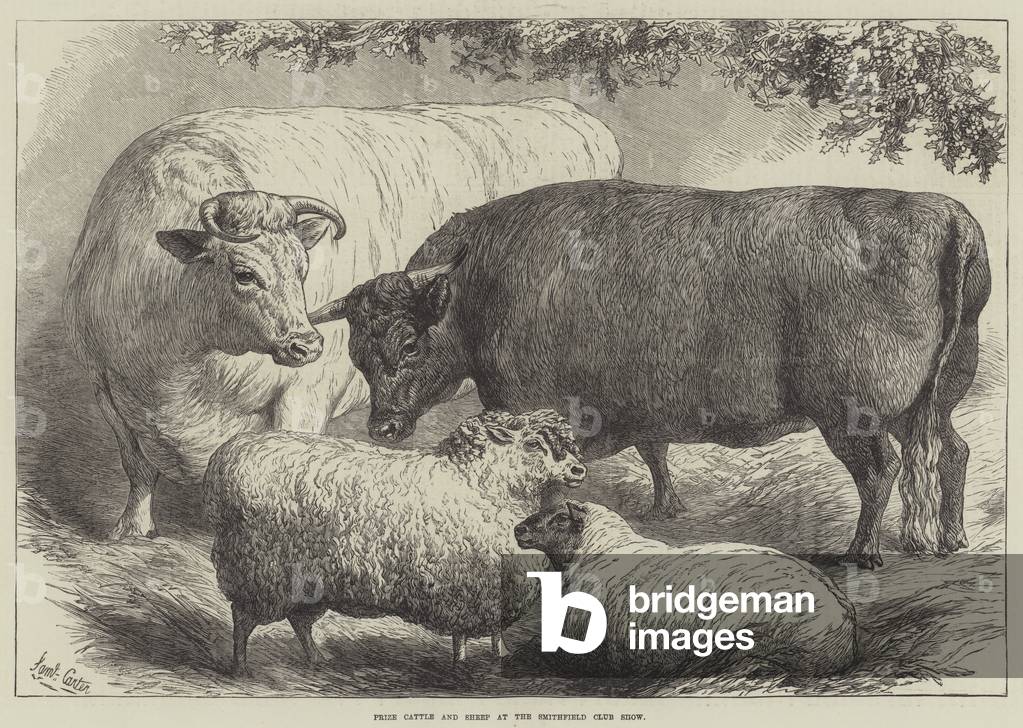 Prize Cattle and Sheep at the Smithfield Club Show (engraving)