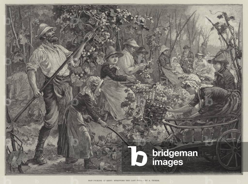 Hop-Picking in Kent, stripping the Last Pole (engraving)