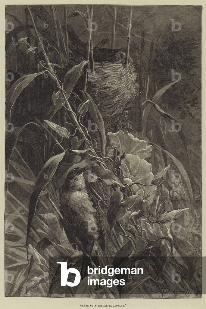 Warbling a Tender Roundelay (engraving)