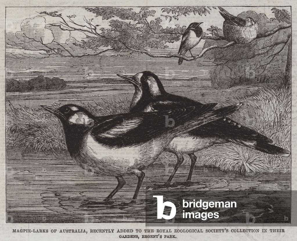 Magpie-Larks of Australia, recently added to the Royal Zoological Society's Collection in their Gardens, Regent's Park (engraving)