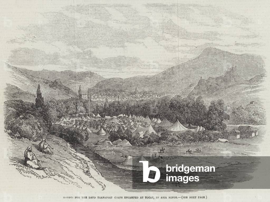 Horses for the Land Transport Corps encamped at Tocat, in Asia Minor (engraving)