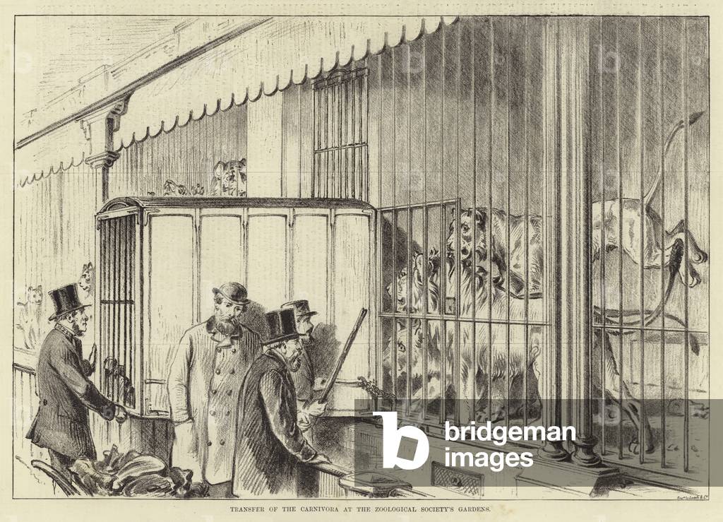 Transfer of the Carnivora at the Zoological Society's gardens (engraving)