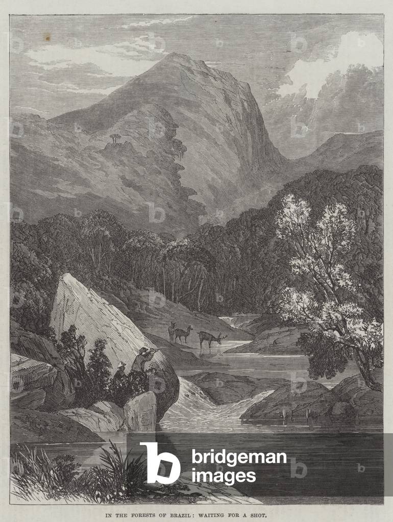 In the Forests of Brazil, waiting for a Shot (engraving)