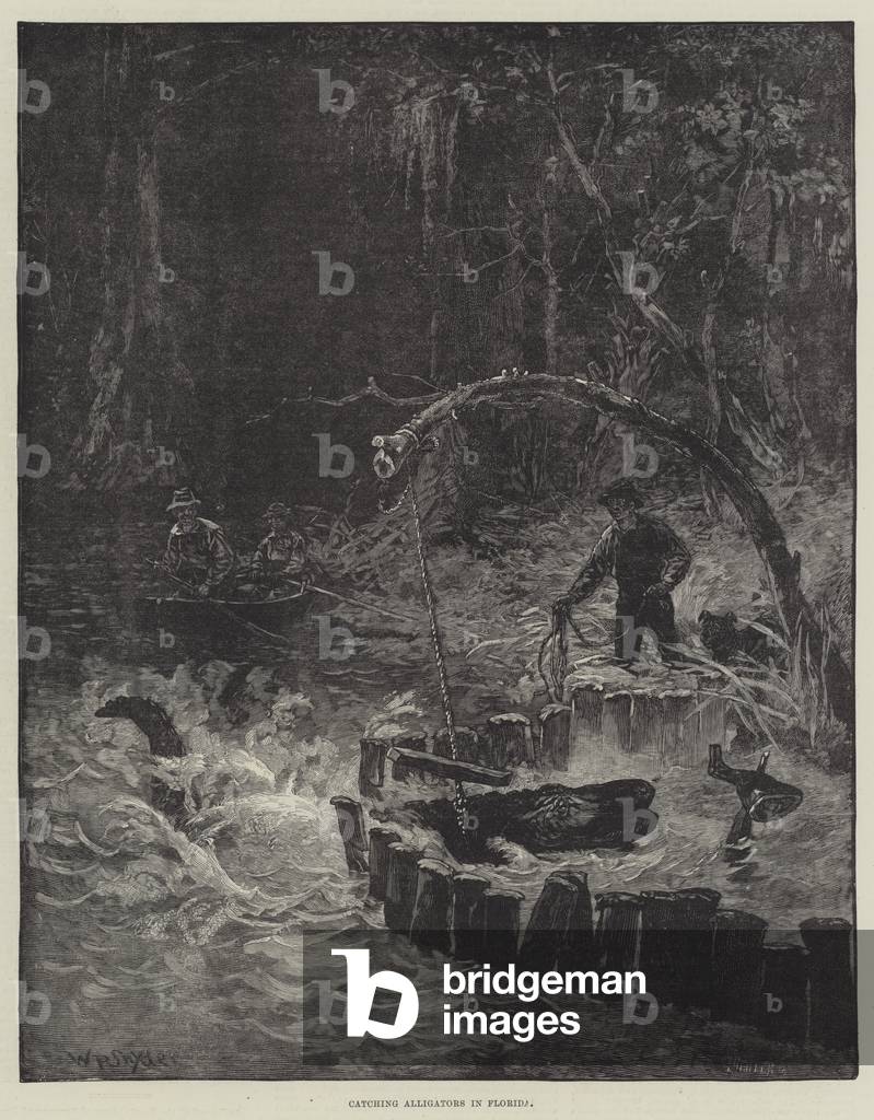 Catching Alligators in Florida (engraving)