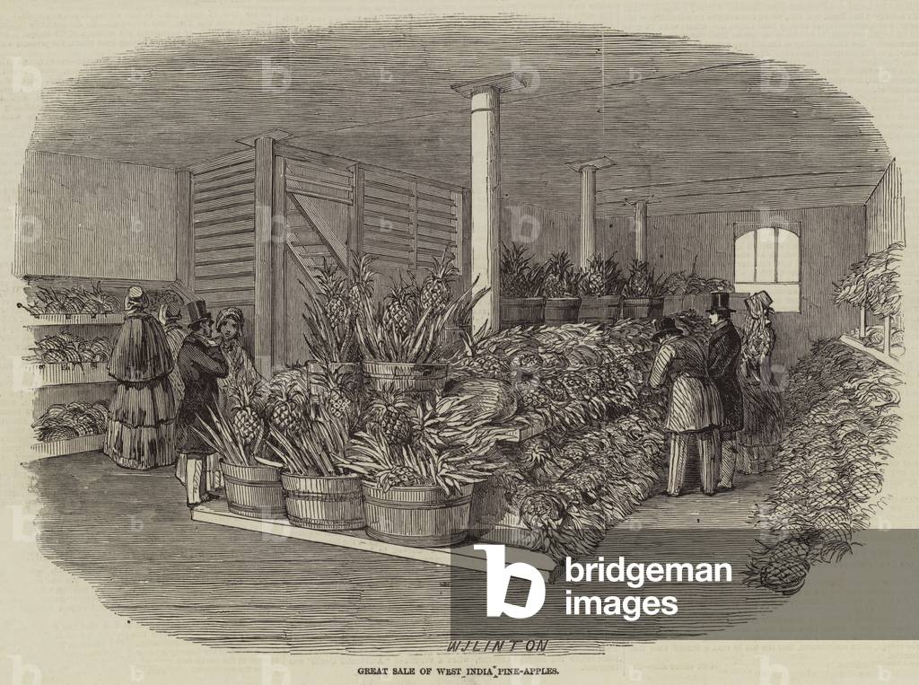 Great Sale of West India Pine-Apples (engraving)