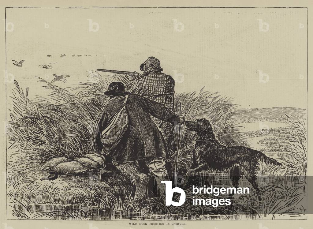 Wild Duck Shooting in Norfolk (engraving)