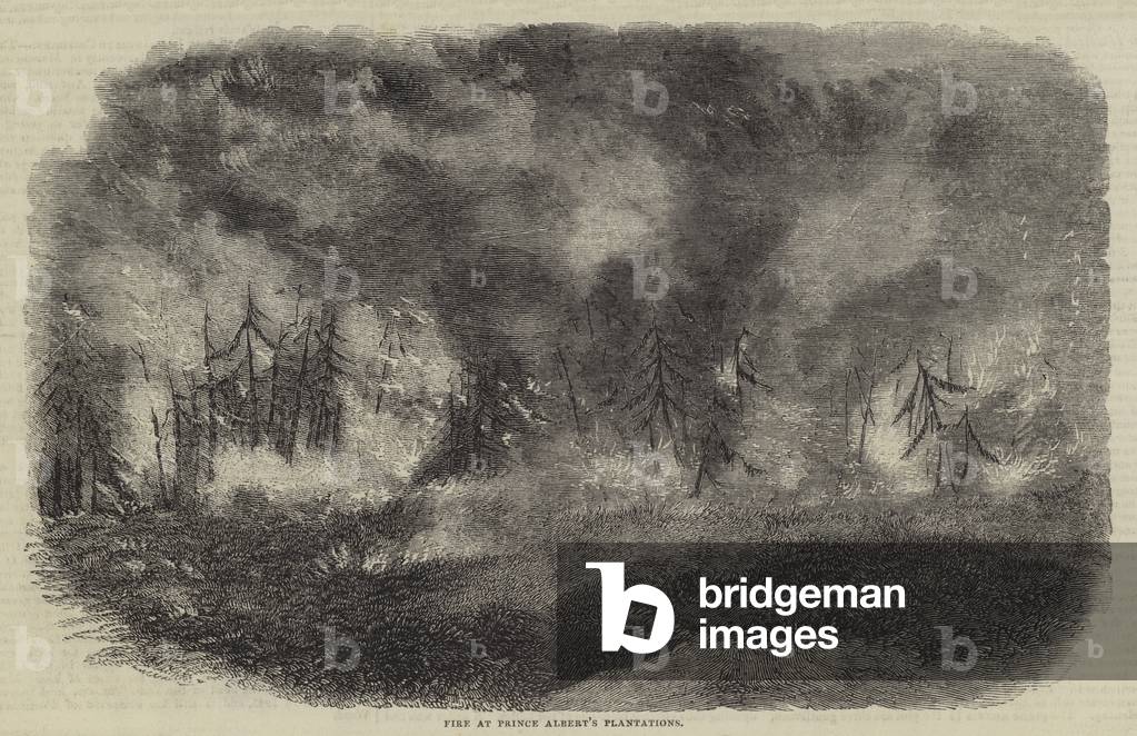 Fire at Prince Albert's Plantations (engraving)