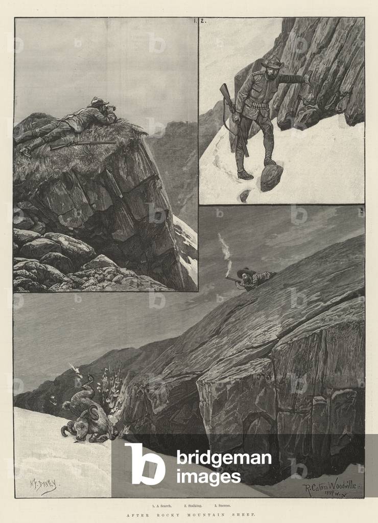 After Rocky Mountain Sheep (engraving)