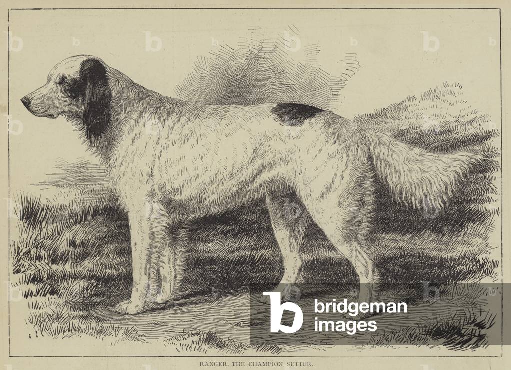 Ranger, the Champion Setter (engraving)