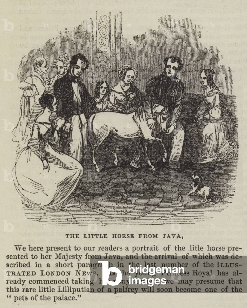The Little Horse from Java (engraving)