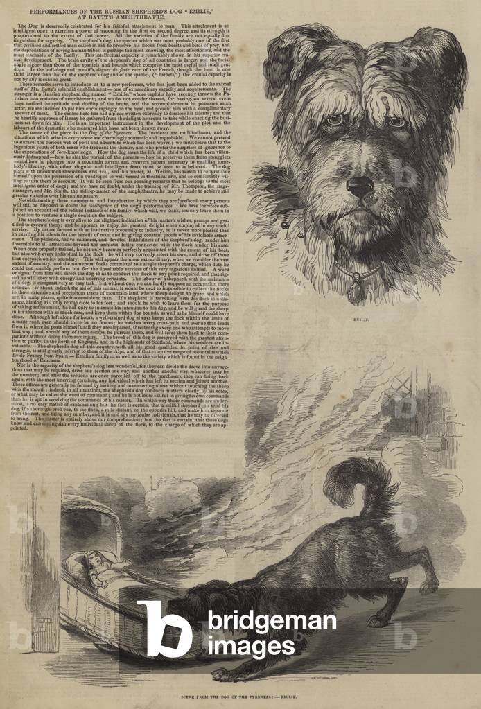 Performances of the Russian Shepherd's Dog 