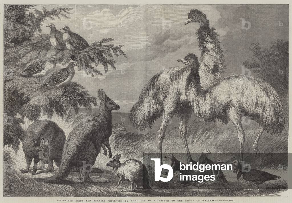Australian Birds and Animals presented by the Duke of Edinburgh to the Prince of Wales (engraving)