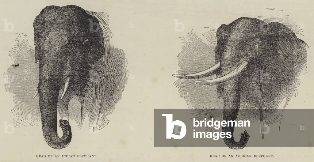 Elephant Hunting (engraving)