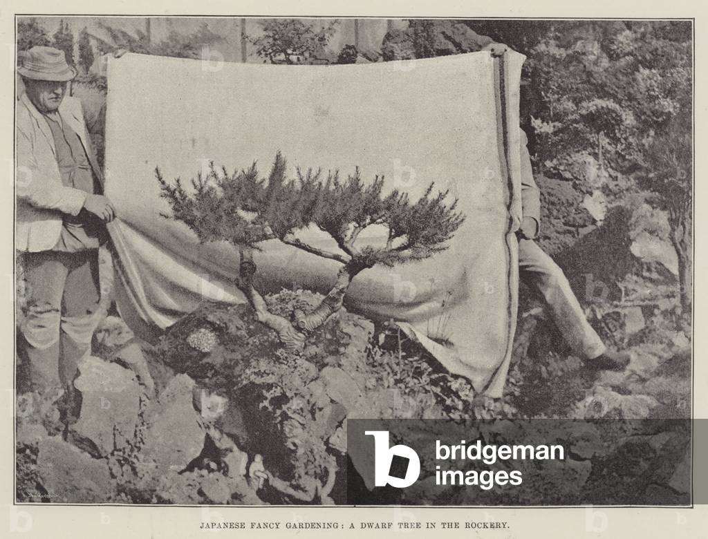 Japanese Fancy Gardening, A Dwarf Tree in the Rockery (b/w photo)