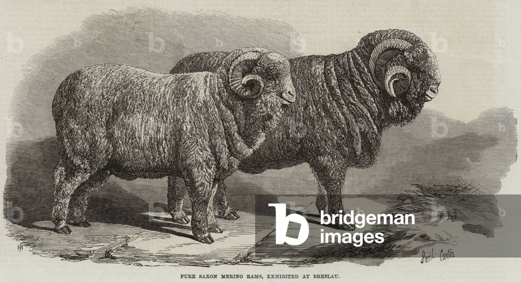 Pure Saxon Merino Rams, exhibited at Breslau (engraving)