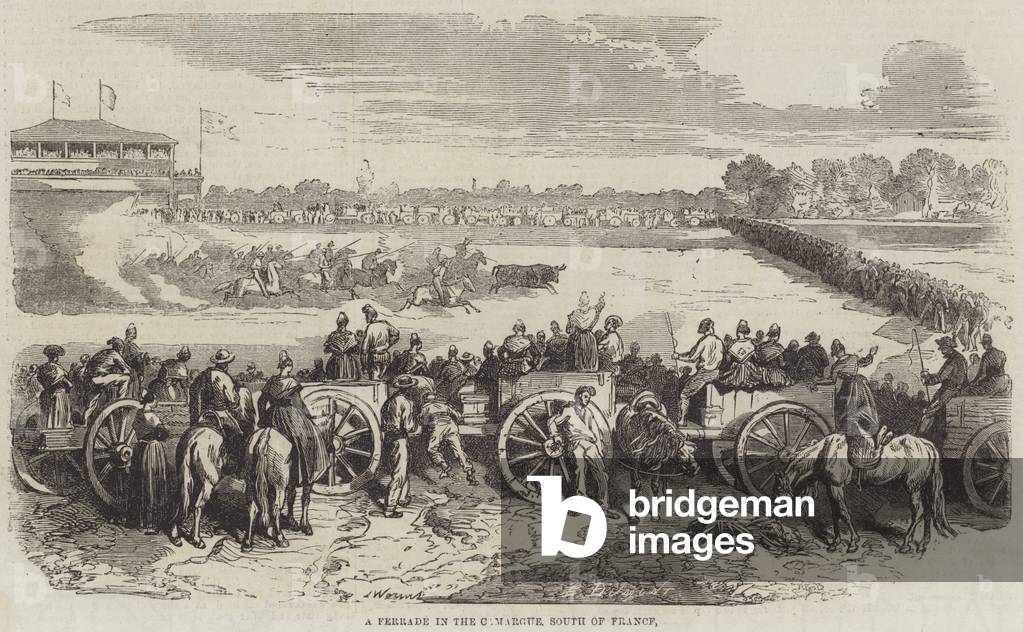 A Ferrade in the Camargue, South of France (engraving)