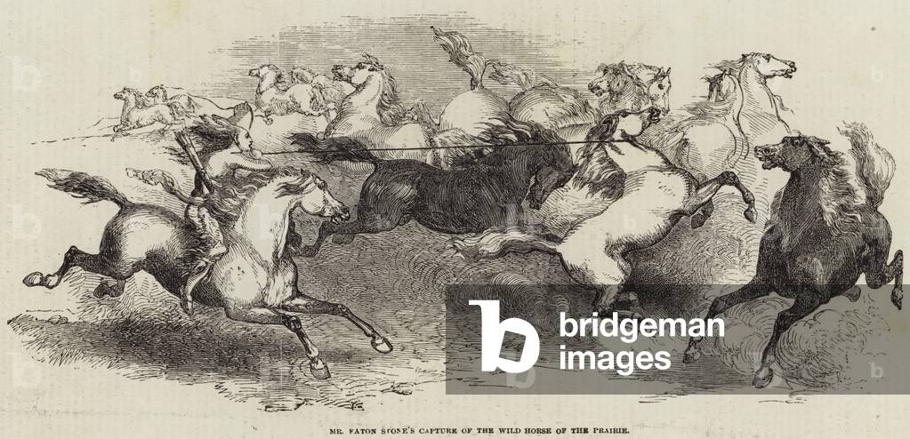 Mr Eaton Stone's Capture of the Wild Horse of the Prairie (engraving)