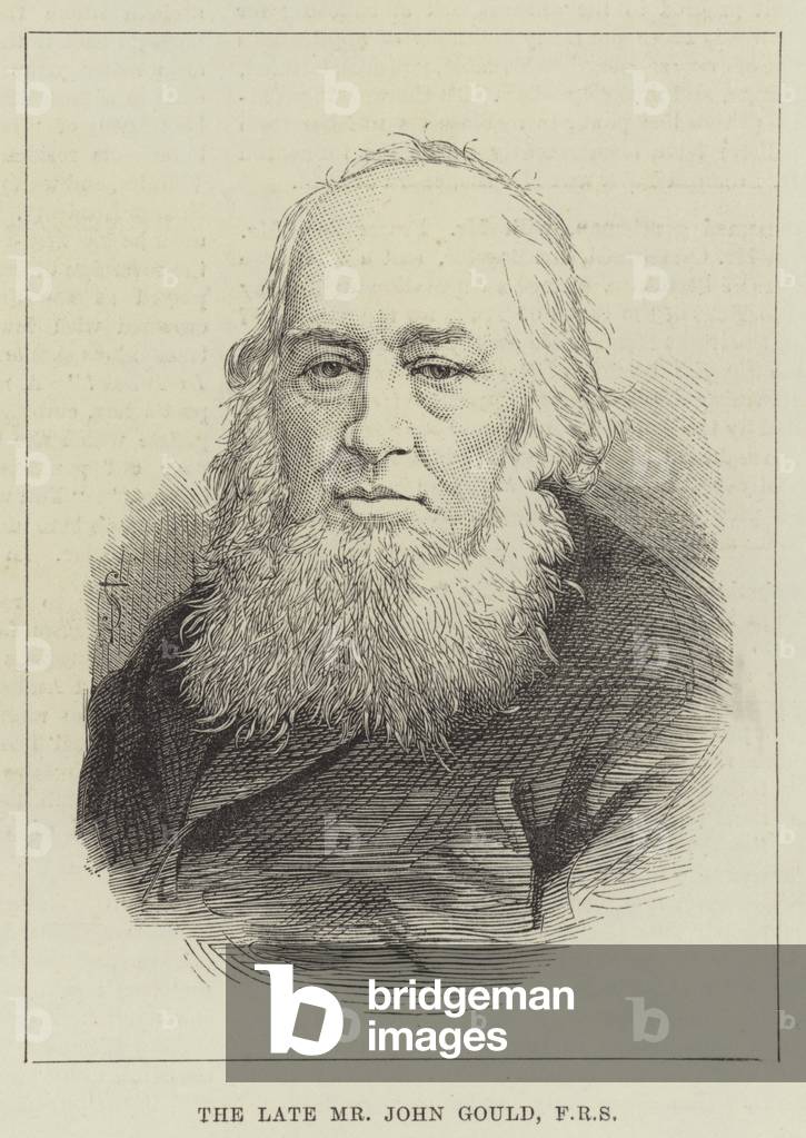 The late Mr John Gould, FRS (engraving)