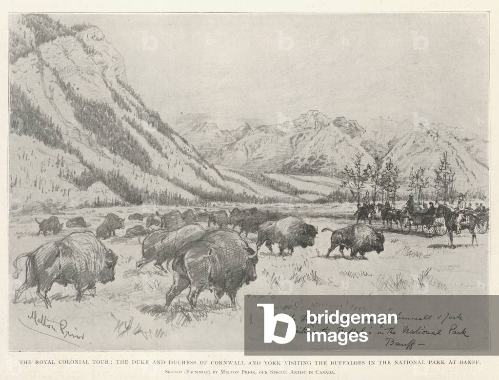 The Royal Colonial Tour, the Duke and Duchess of Cornwall and York visiting the Buffaloes in the National Park at Banff (engraving)