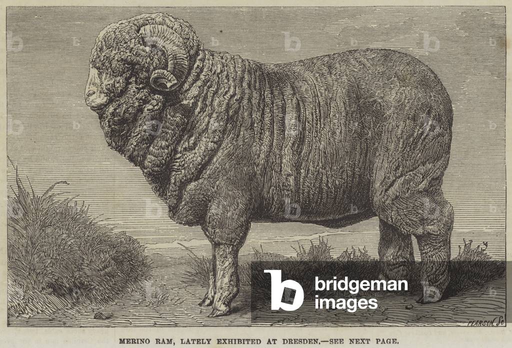 Merino Ram, lately exhibited at Dresden (engraving)