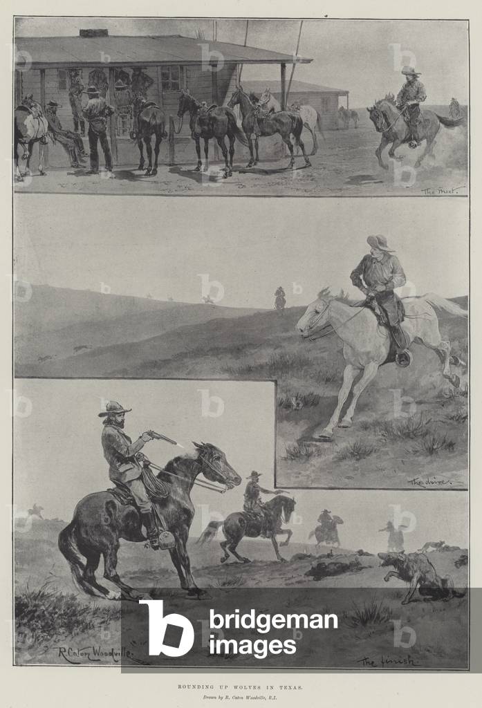 Rounding up Wolves in Texas (engraving)