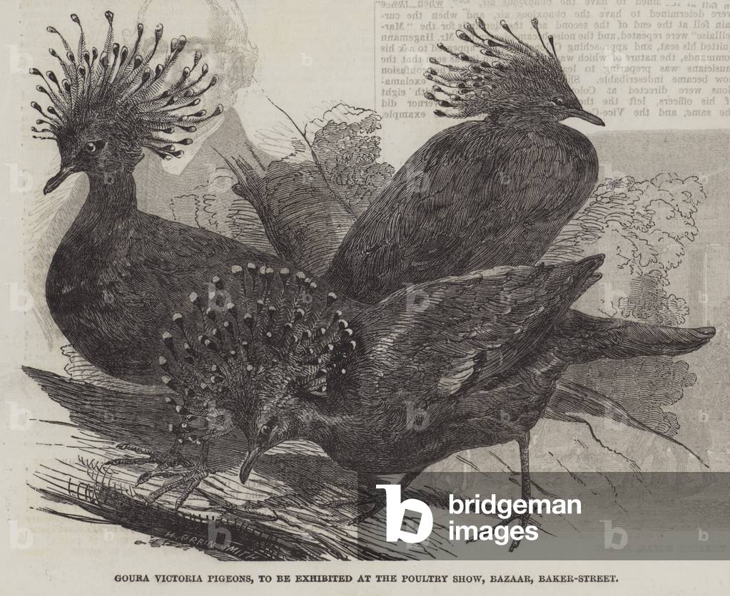 Goura Victoria Pigeons, to be exhibited at the Poultry Show, Bazaar, Baker-Street (engraving)