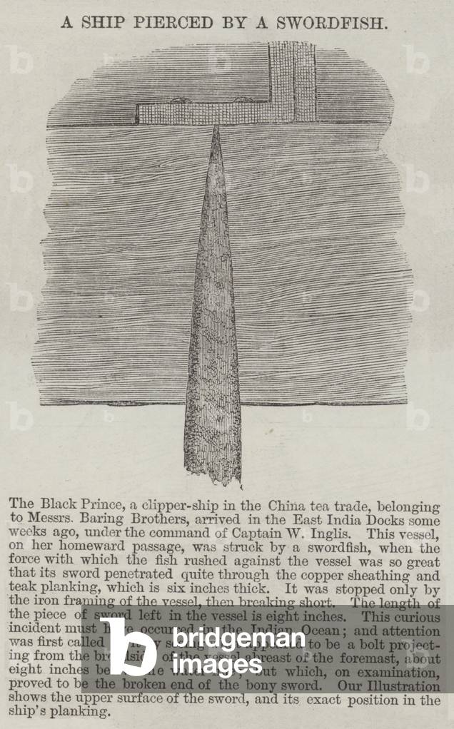 A Ship pierced by a Swordfish (engraving)