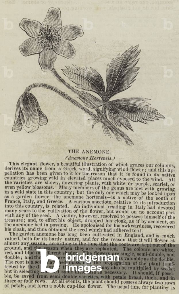 The Anemone, Anemone Hortensis (engraving)