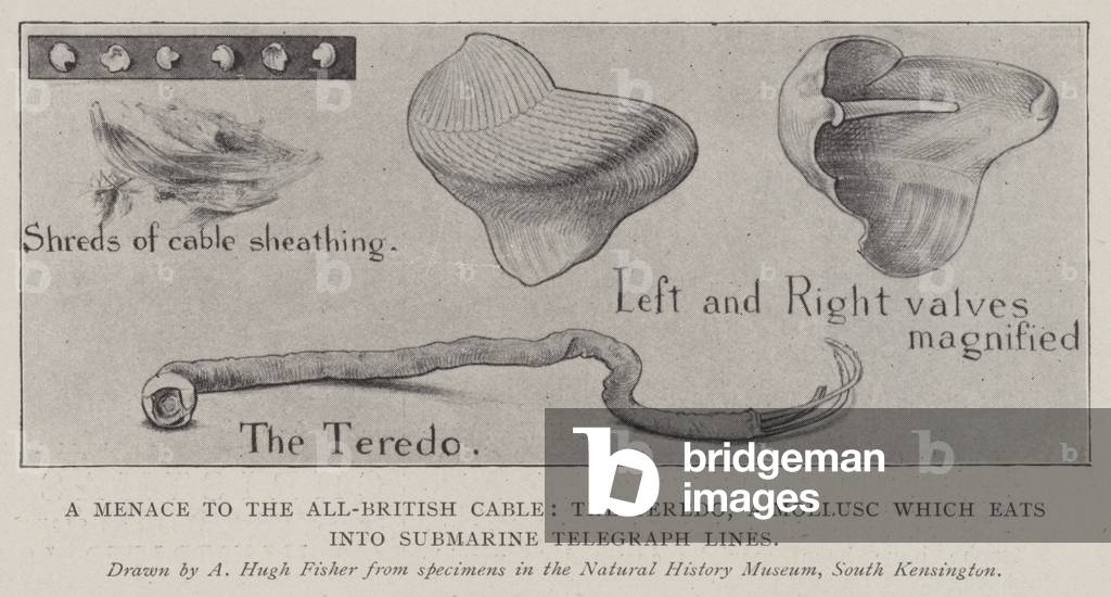 A Menace to the All-British Cable, the Teredo, a Mollusc which eats into Submarine Telegraph Lines (litho)
