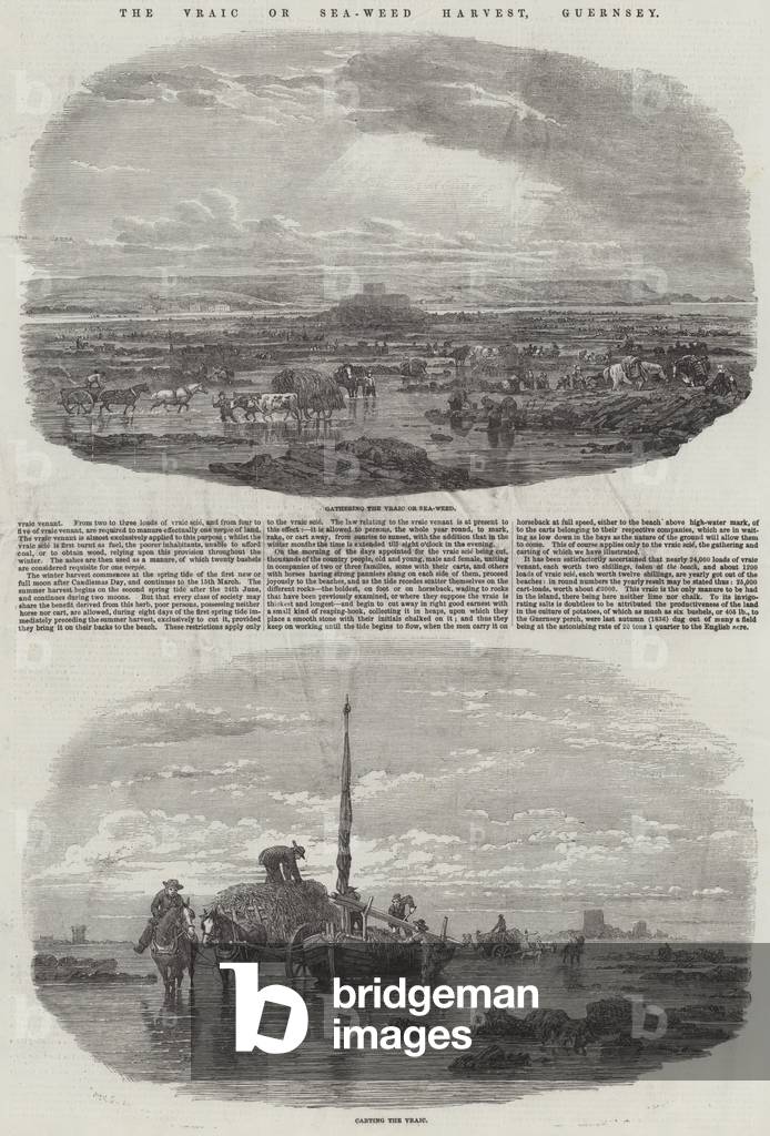 The Vraic or Sea-Weed Harvest, Guernsey (engraving)