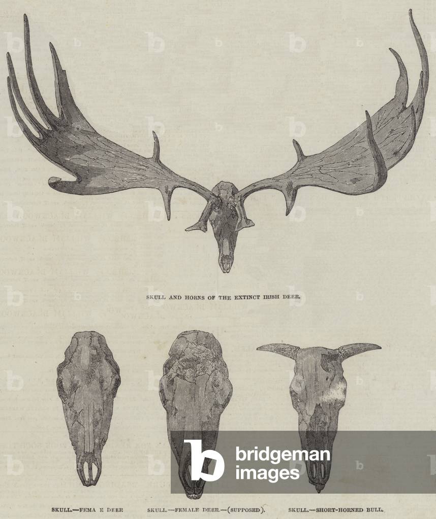 The Extinct Irish Deer (engraving)