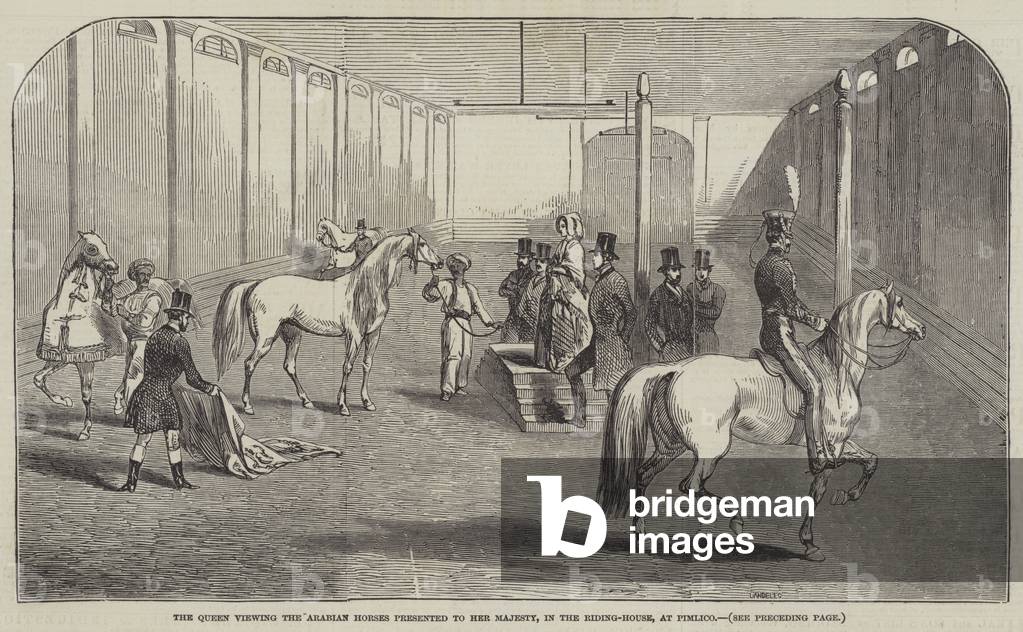 The Queen viewing the Arabian Horses presented to Her Majesty, in the Riding-House, at Pimlico (engraving)