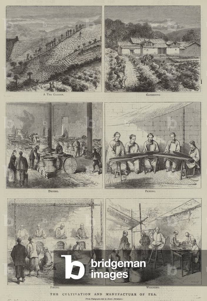 The Cultivation and Manufacture of Tea (engraving)