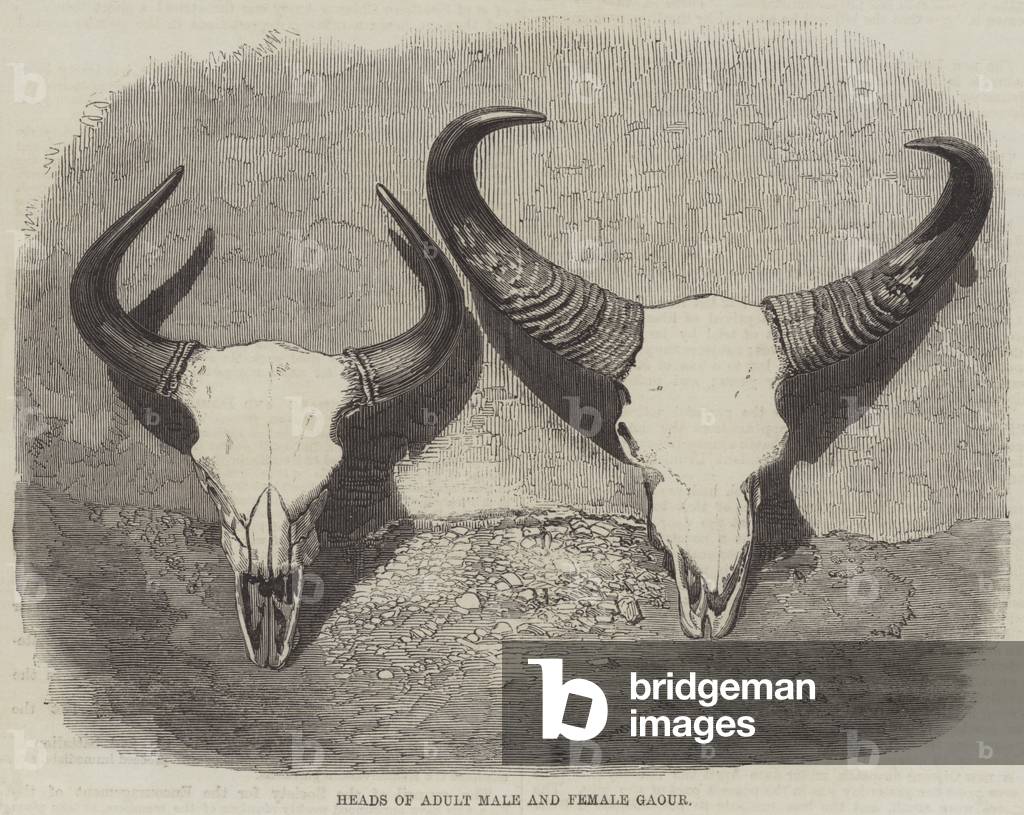 Heads of Adult Male and Female Gaour (engraving)
