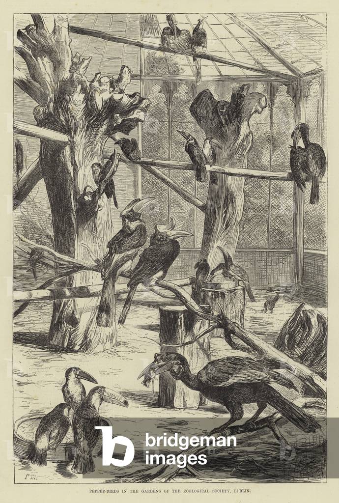 Pepper-birds in the gardens of the Zoological Society, Berlin (engraving)