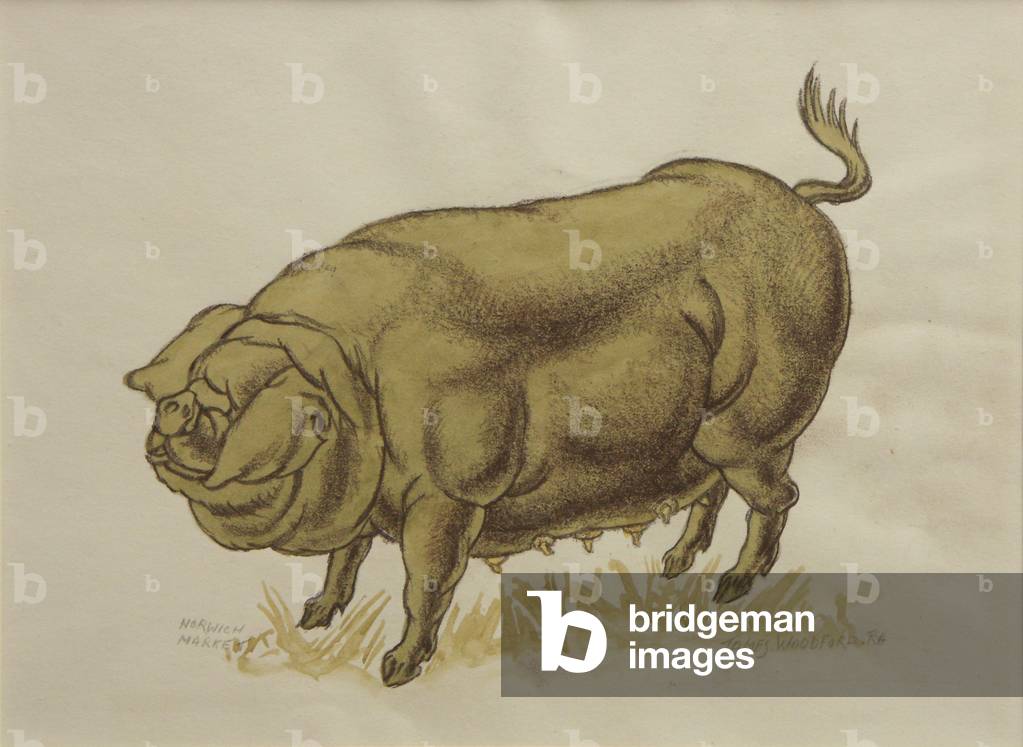 Norwich Market, Prize Pig (pencil & watercolour over chalk on paper)