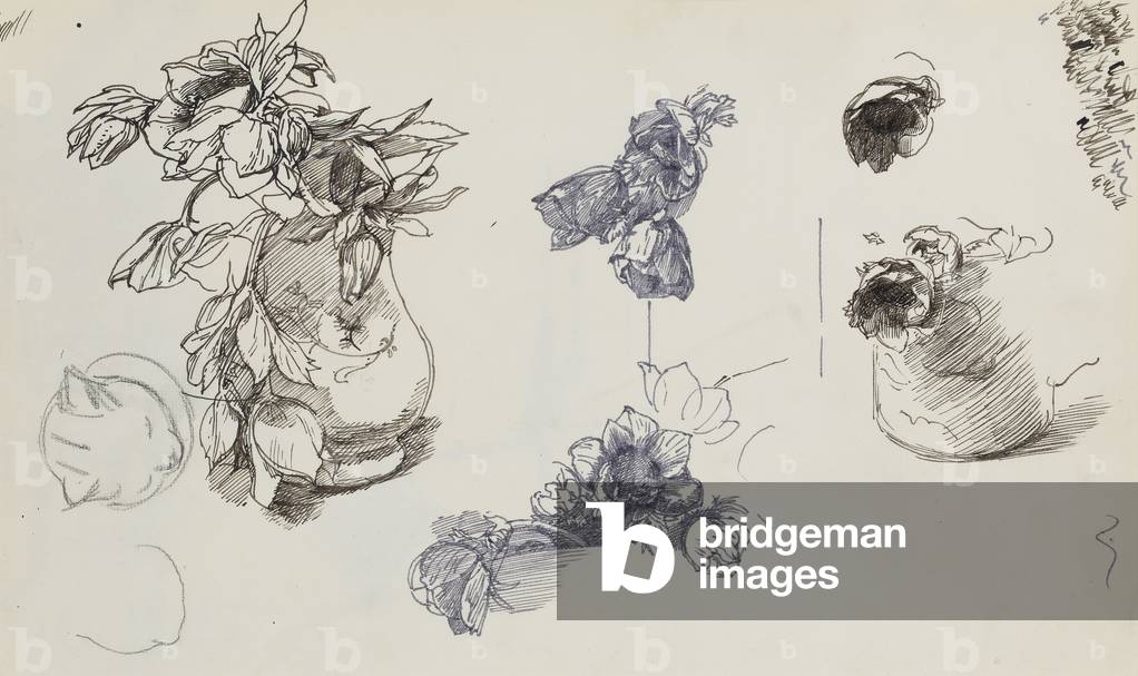 Anemones (pen & ink on paper)