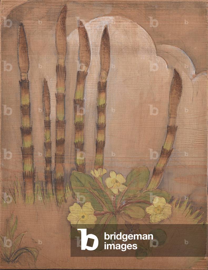 Horsetail shoots (Equisetum sp) with primrose (Primula vulgaris) and violet (Viola sororia) (coloured woodcut)